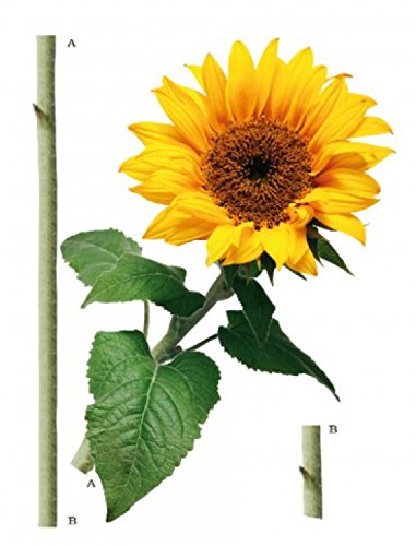 1art1 Blumen Sonnenblume Wand-Tattoo | Deko Wandaufkleber für Wohnzimmer Kinderzimmer Küche Bad Flur | Wandsticker für Tür Wand Möbel/Schrank 85x65 cm