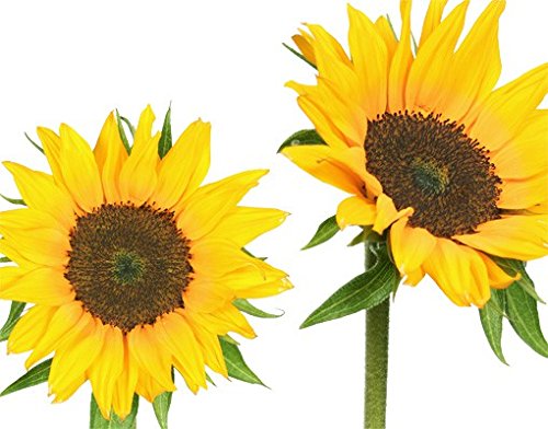 Bilderwelten Wandtattoo Sonnenblume No.193 Sonnenblumen, Größe HxB:35cm x 35cm