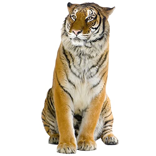 GRAZDesign Wandtattoo Tiger sitzend | Wandaufkleber Afrika | Wandsticker Deko Aufkleber 3d, Wildkatze Raubkatze Wohnzimmer Schlafzimmer Flur, 59x30cm