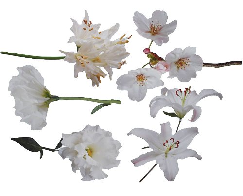 alles-meine.de GmbH XXL Wandtattoo / Sticker - Kirschblüten weiße Blüten mit Stengel - Blüte Blumen Lilie - selbstklebend für Wohnzimmer und Deko Wandsticker Aufkleber
