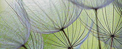 Artland Qualitätsbilder I Glasbilder Deko Glas Bilder 125 x 50 cm Botanik Blumen Pusteblume Foto Grün D1KE Pusteblumen-Samen