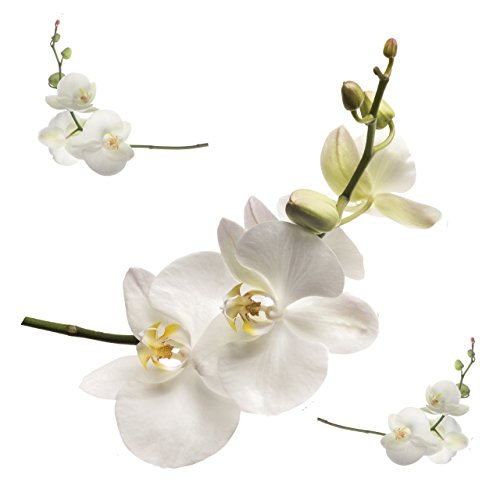 RoomMates 54278 Orchideen Weiß