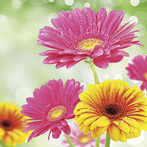 Artland Qualitätsbilder I Glasbilder Deko Glas Bilder 30 x 30 cm Botanik Blumen Gerbera Foto Bunt A6MY Natürliche Romantik - Gerberas